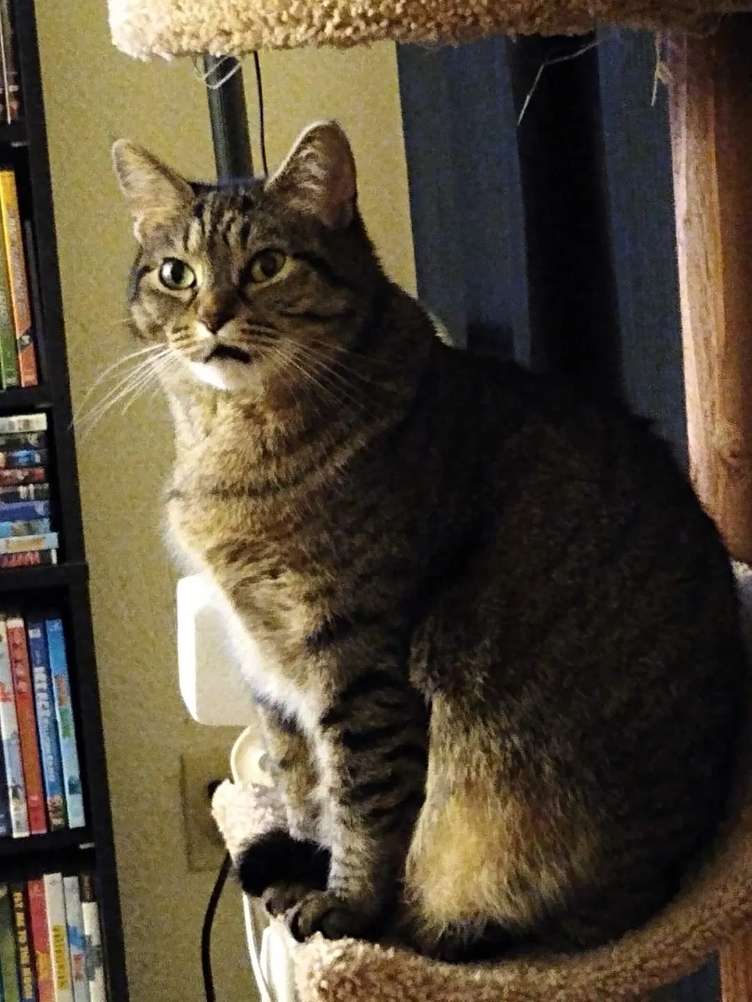 Lost cat in Unknown, MN, 0
