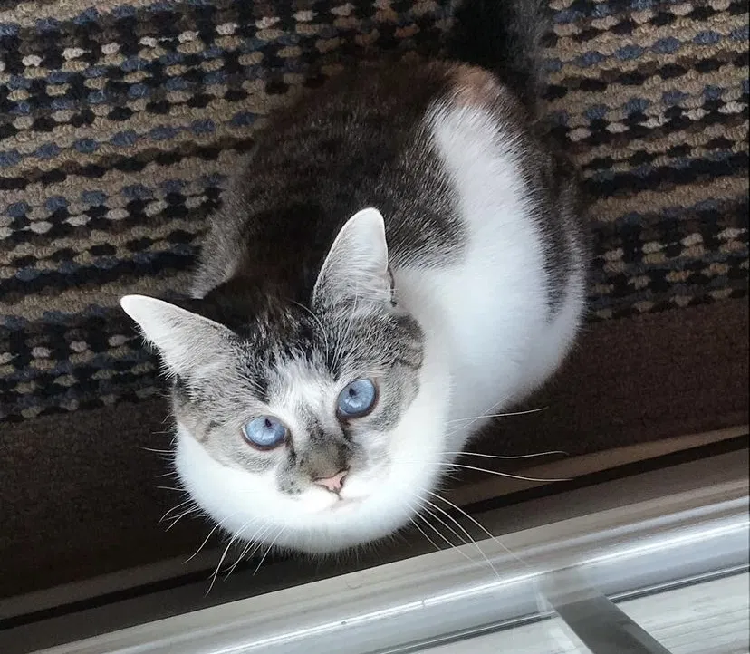 Lost cat in Waxhaw, NC, 28173