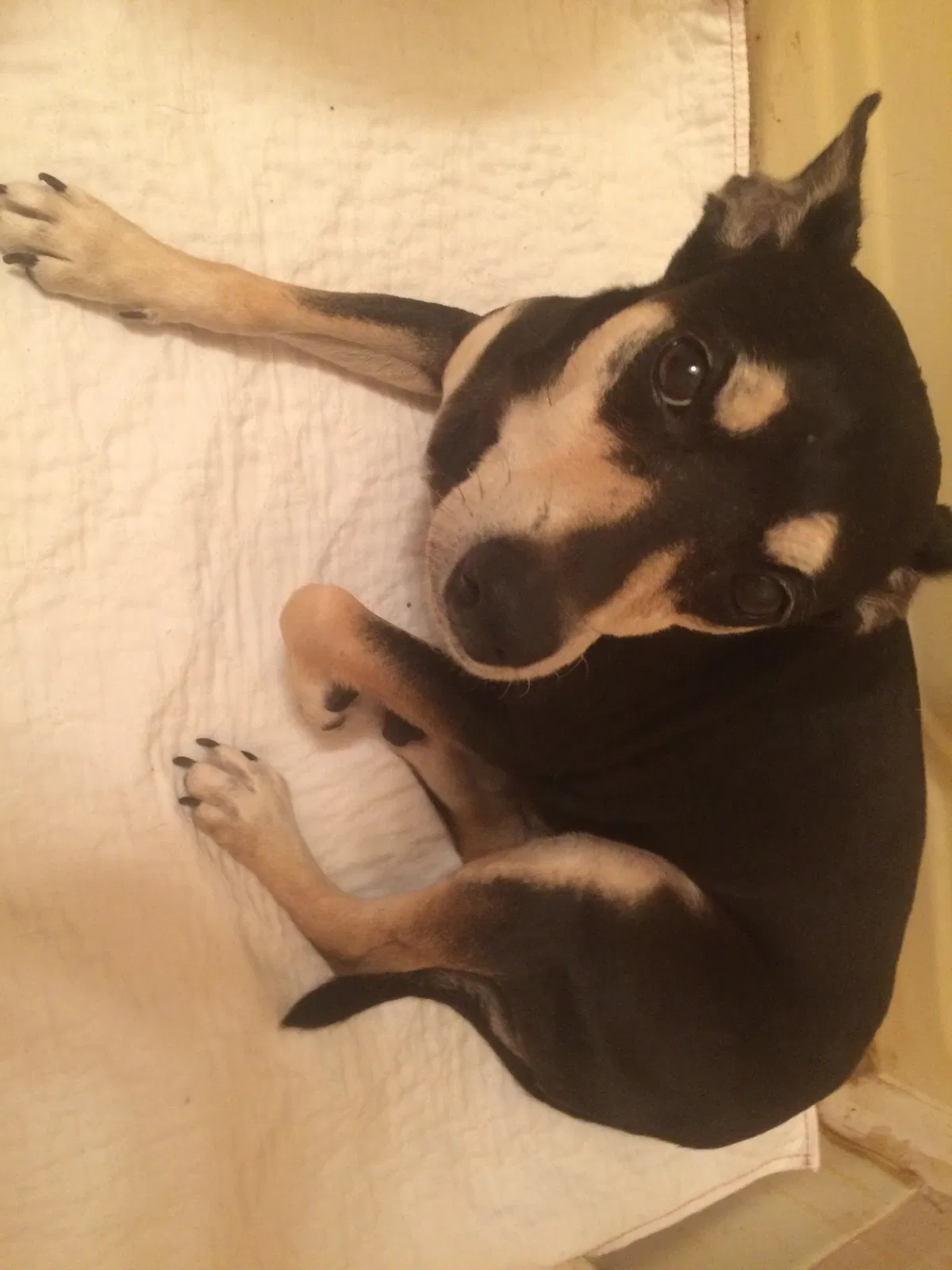 Lost dog in Memphis, TN, 38122