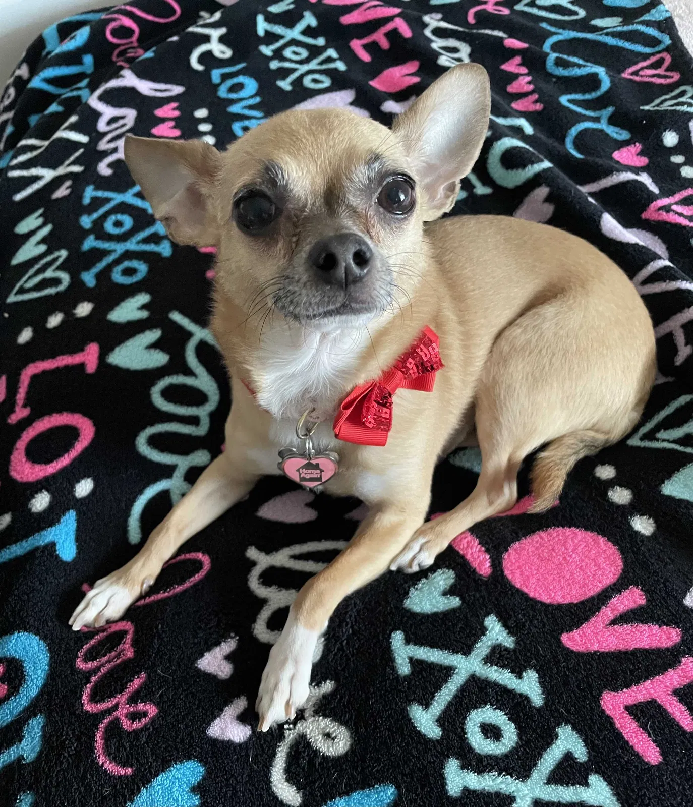Lost dog in Walnut, CA, 91789