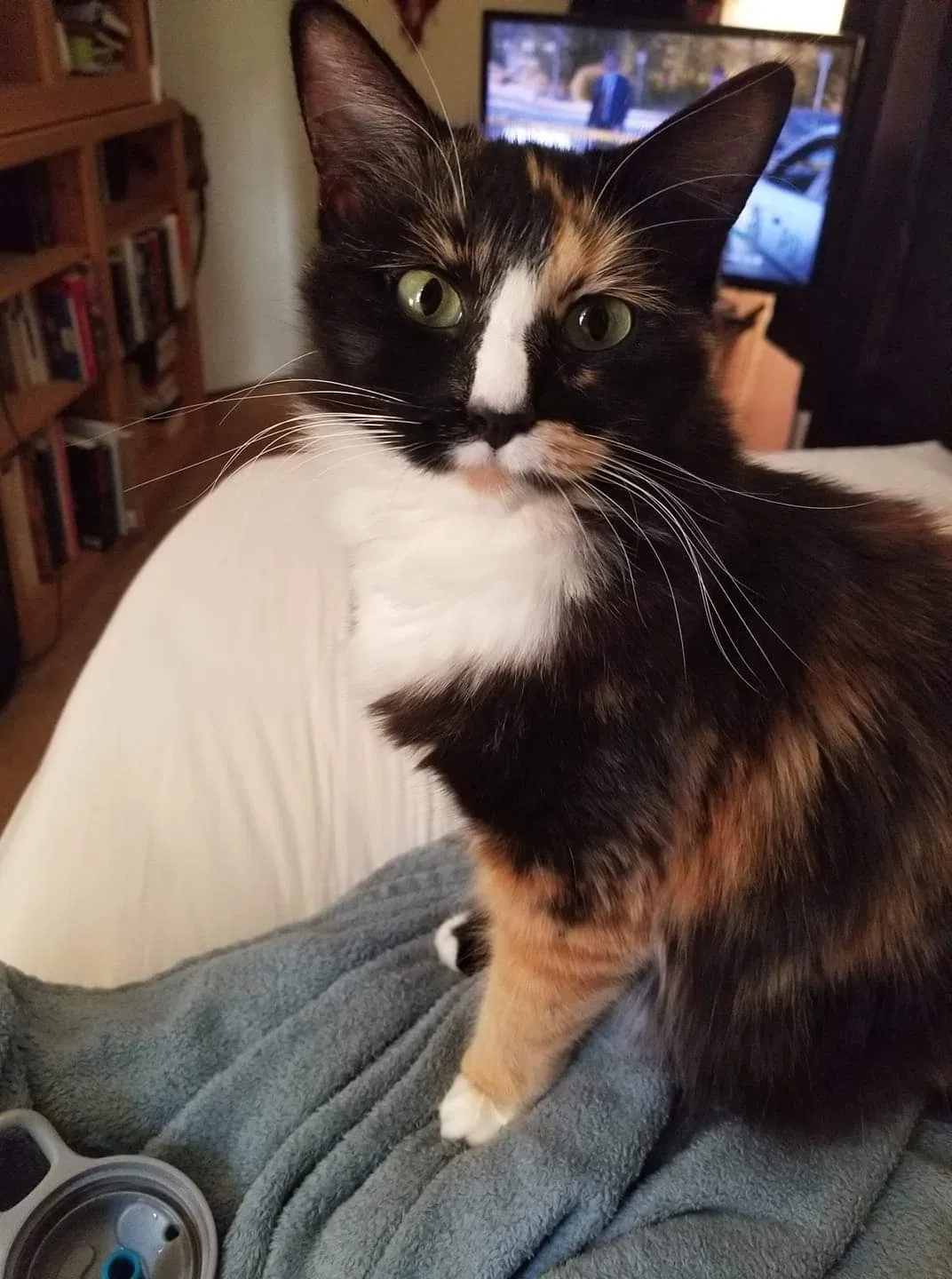 Lost cat in Nevada City, CA, 95959