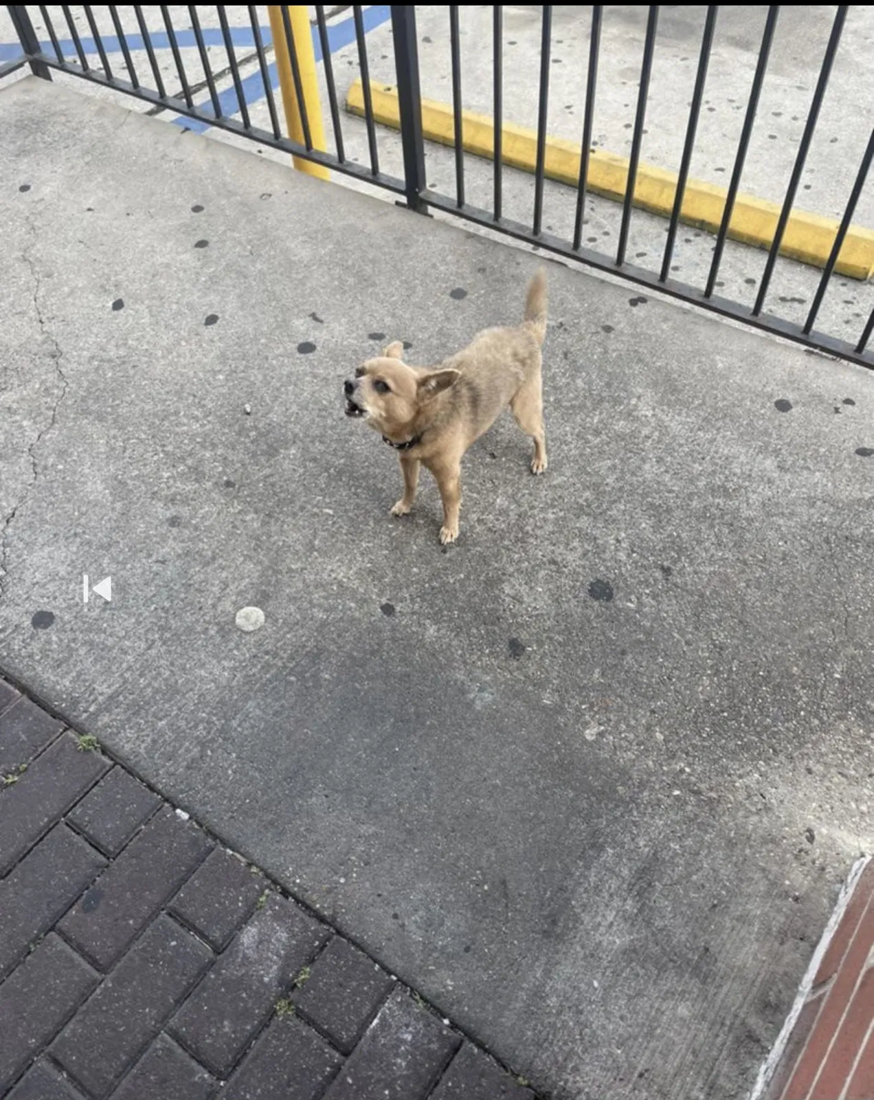 Lost dog in New Orleans, LA, 70127