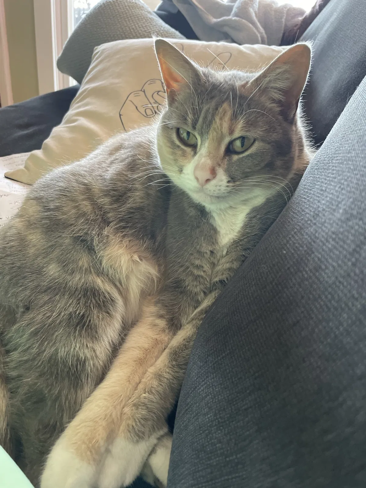 Lost cat in Oklahoma City, OK, 73109