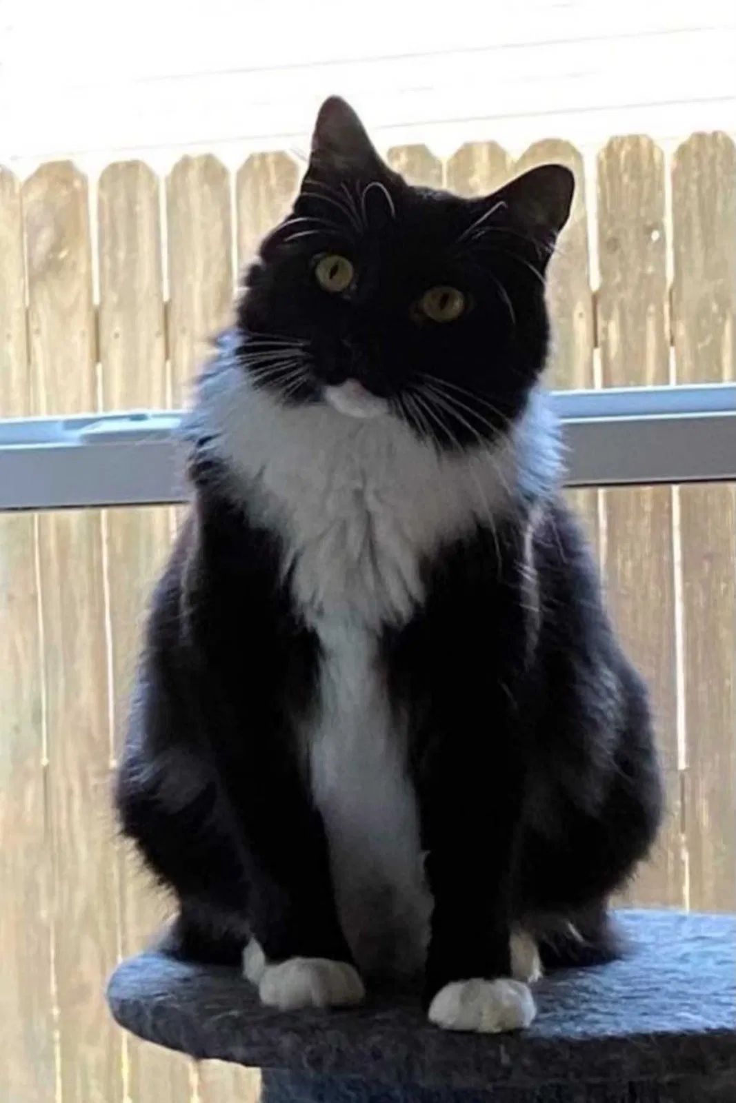 Lost cat in Newport News, VA, 23608