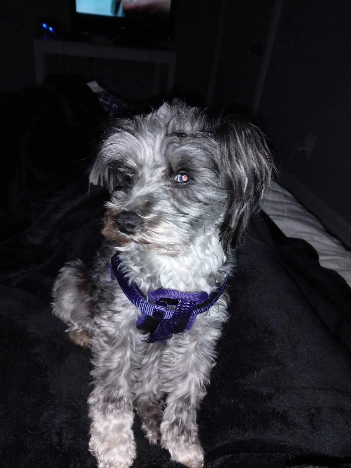 Lost dog in Norman, OK, 73069