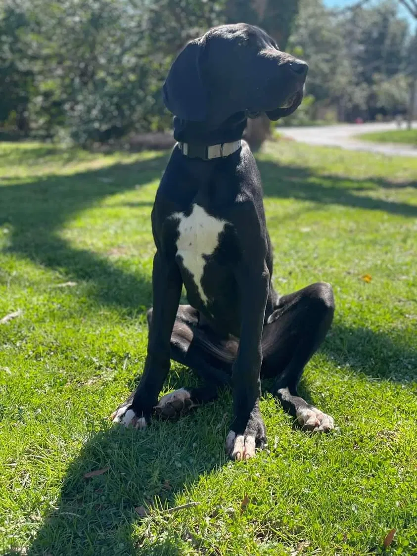 Lost dog in Kannapolis, NC, 28081