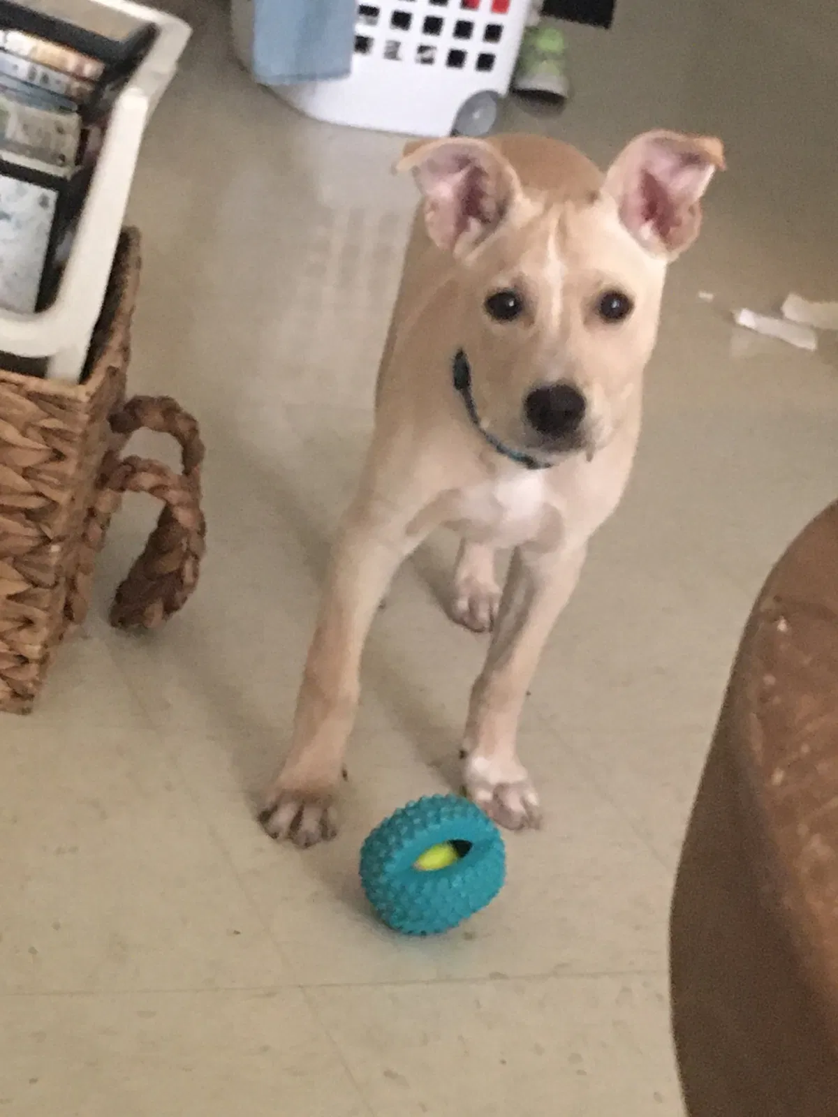 Lost dog in Searcy, AR, 72143