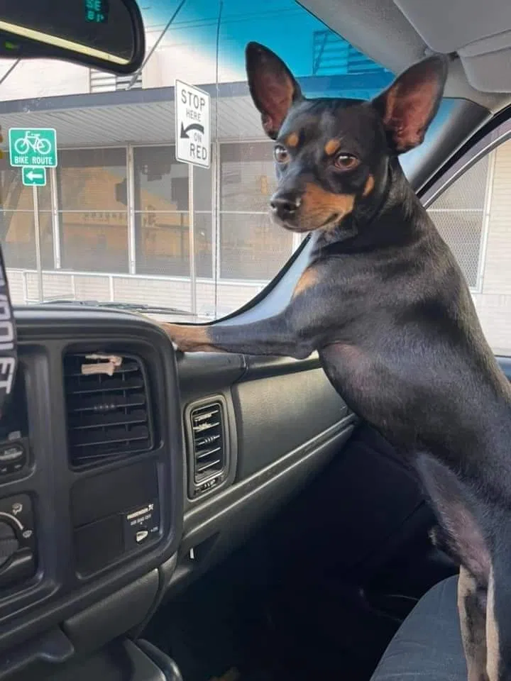Lost dog in San Antonio, TX, 78213