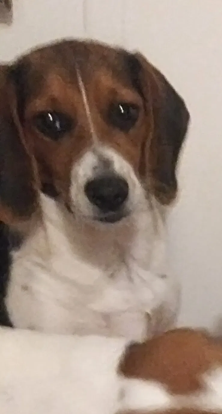 Lost dog in Denton, NC, 27239