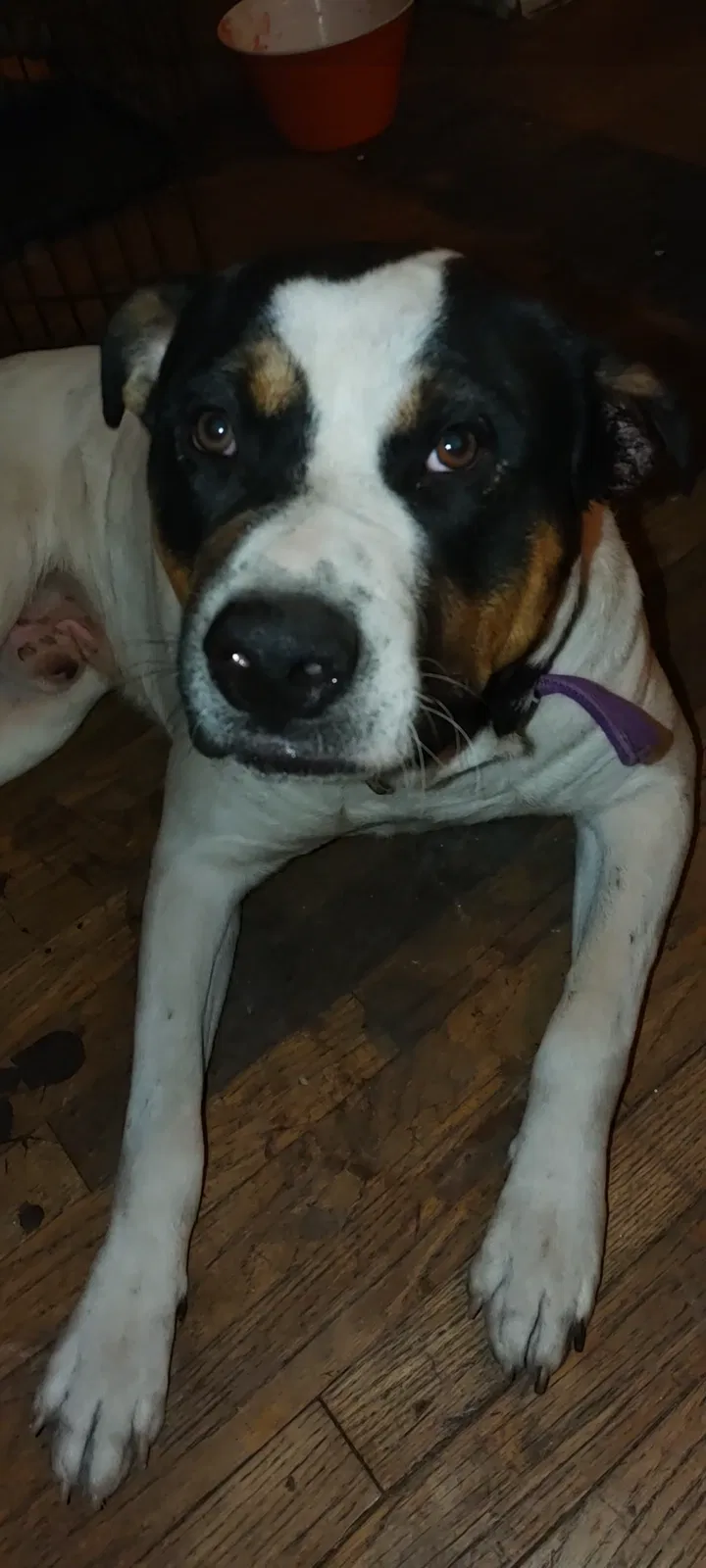 Lost dog in San Antonio, TX, 78210