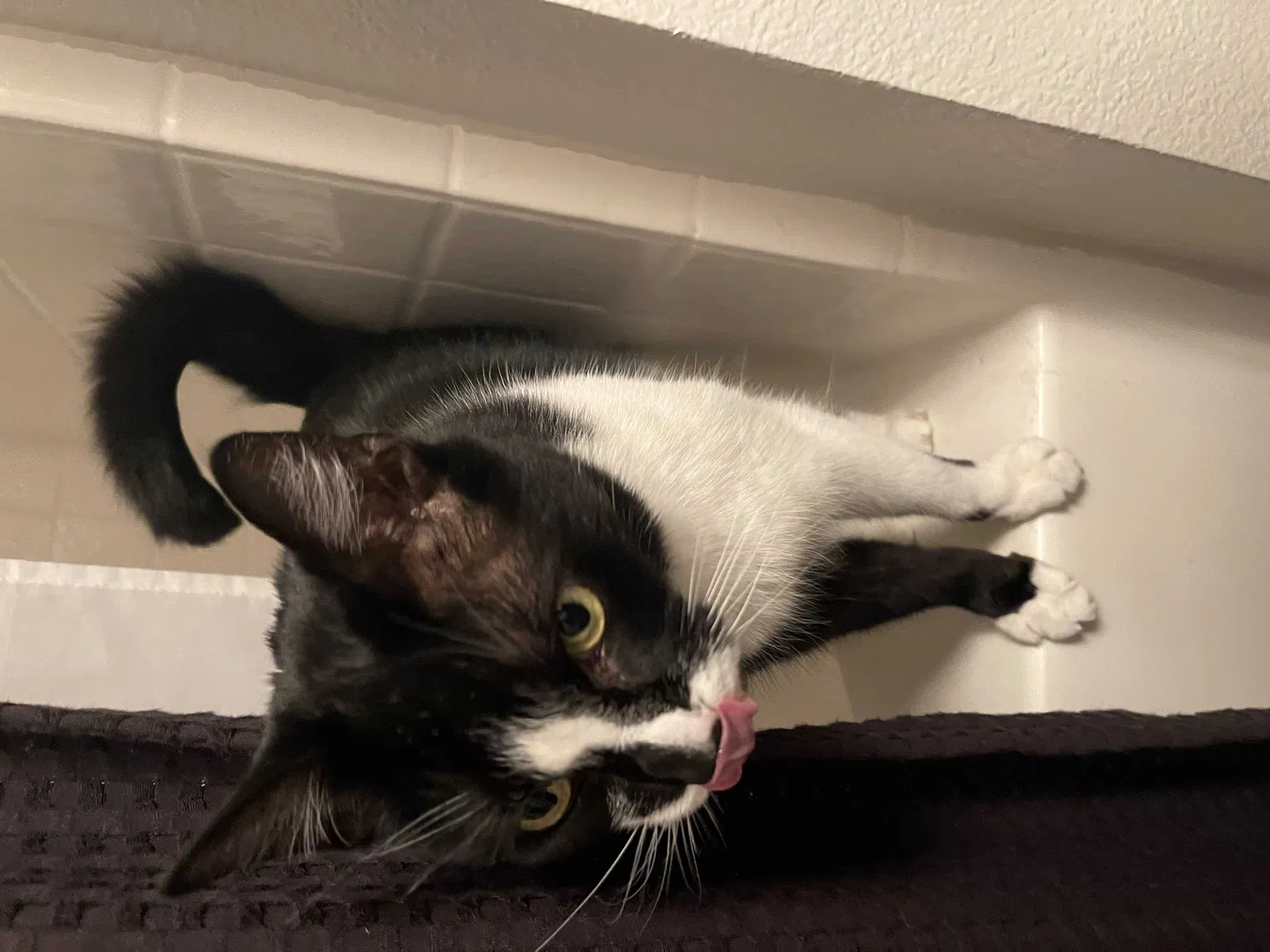 Lost cat in Rancho Cucamonga, CA, 91730