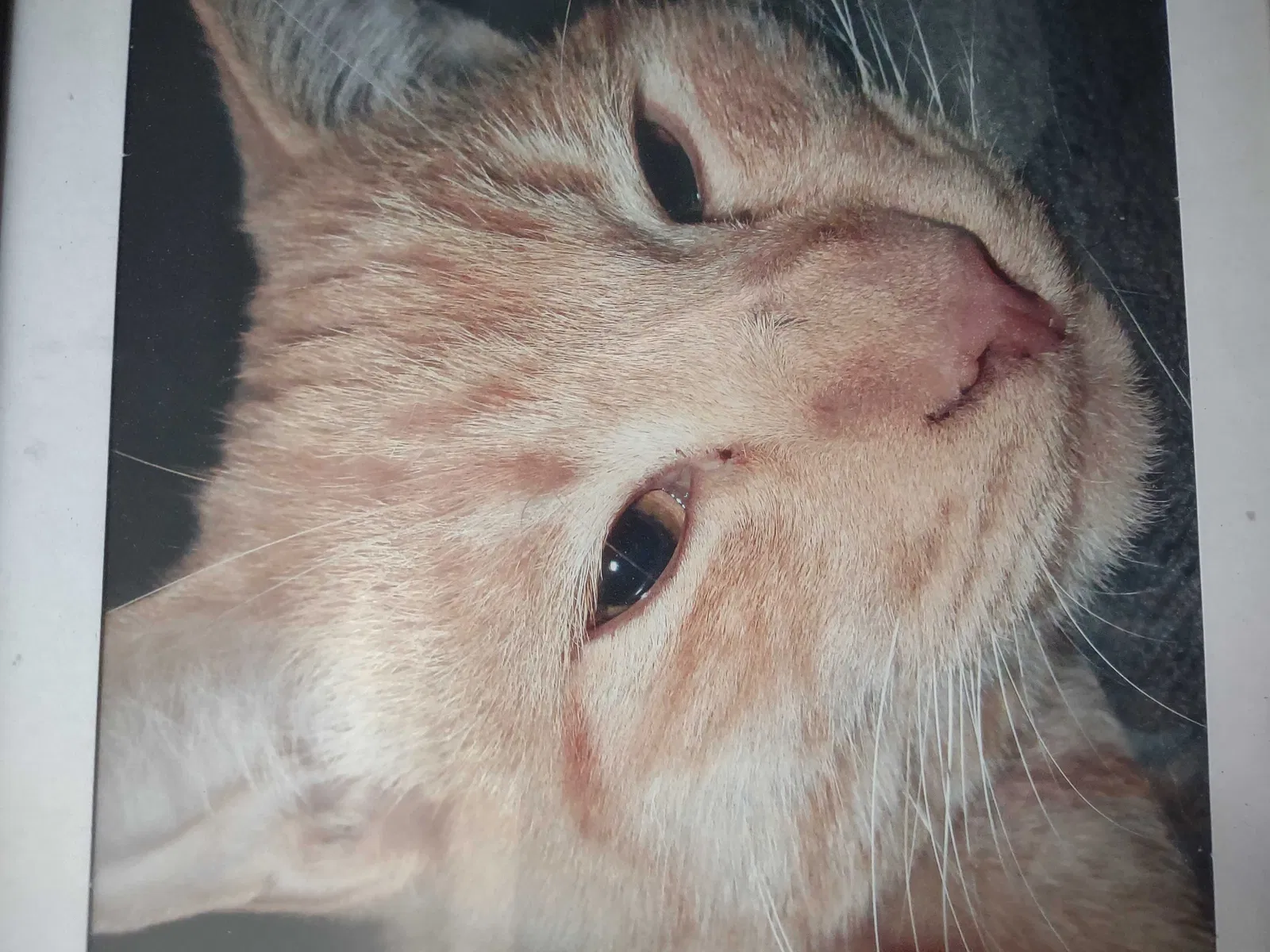 Lost cat in Salt Lake City, UT, 84118