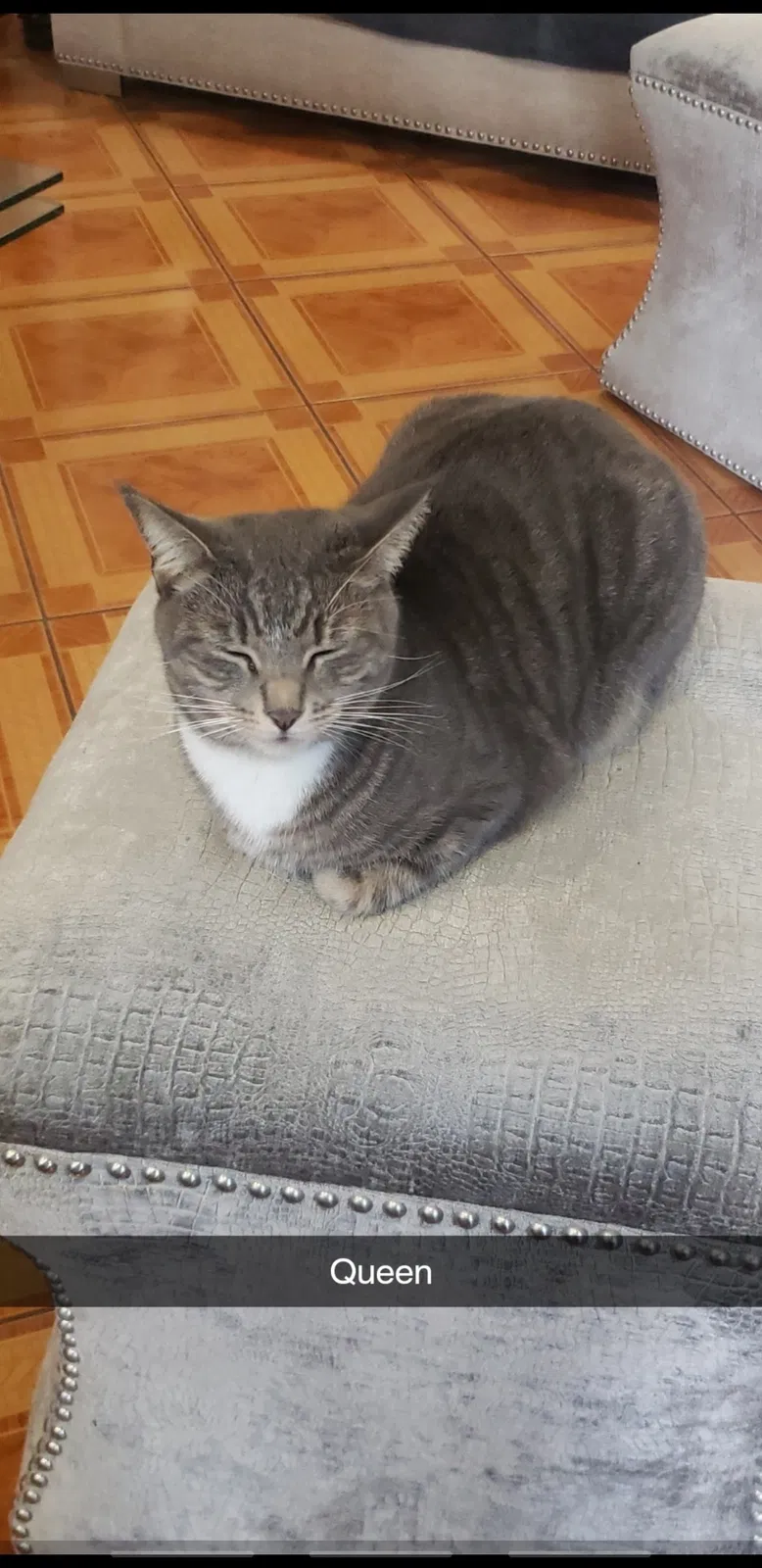 Lost cat in Hollywood, FL, 33024