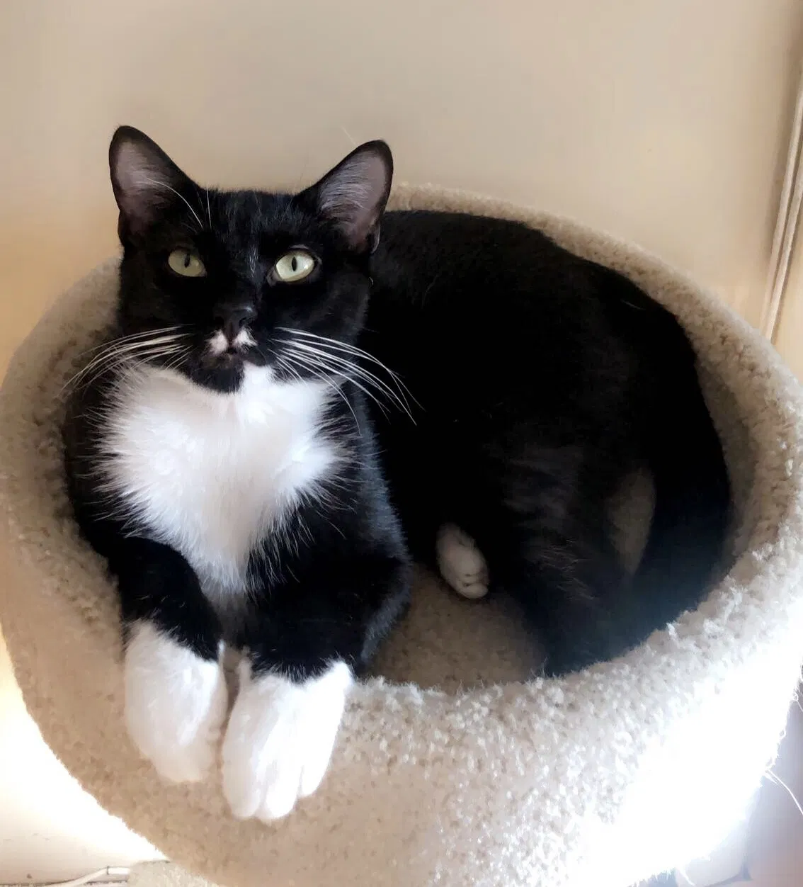 Lost cat in Fort Lauderdale, FL, 33334