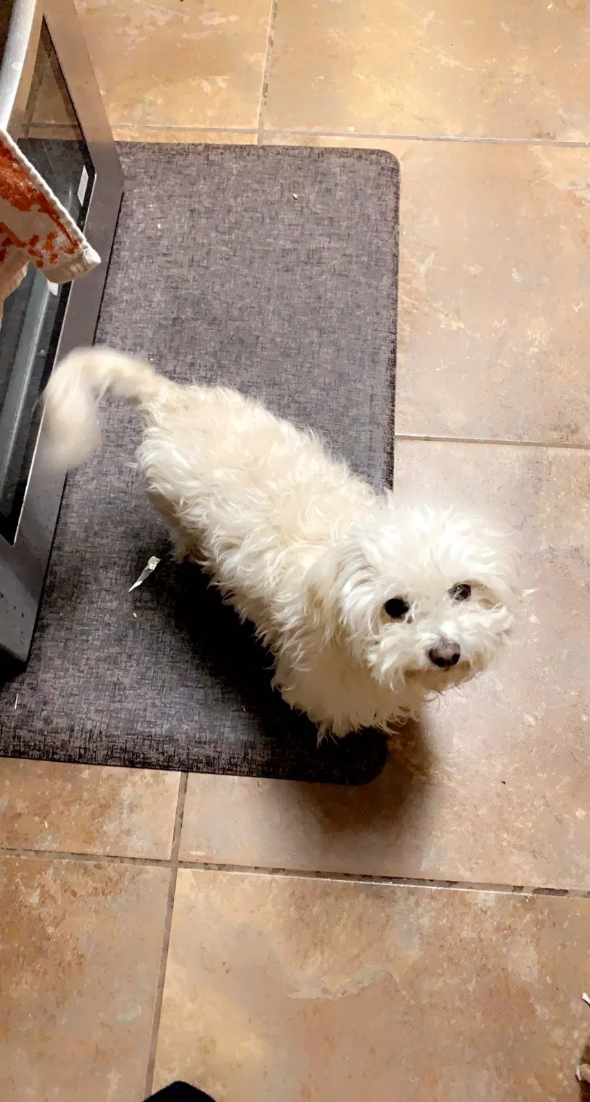 Lost dog in Kyle, TX, 78640