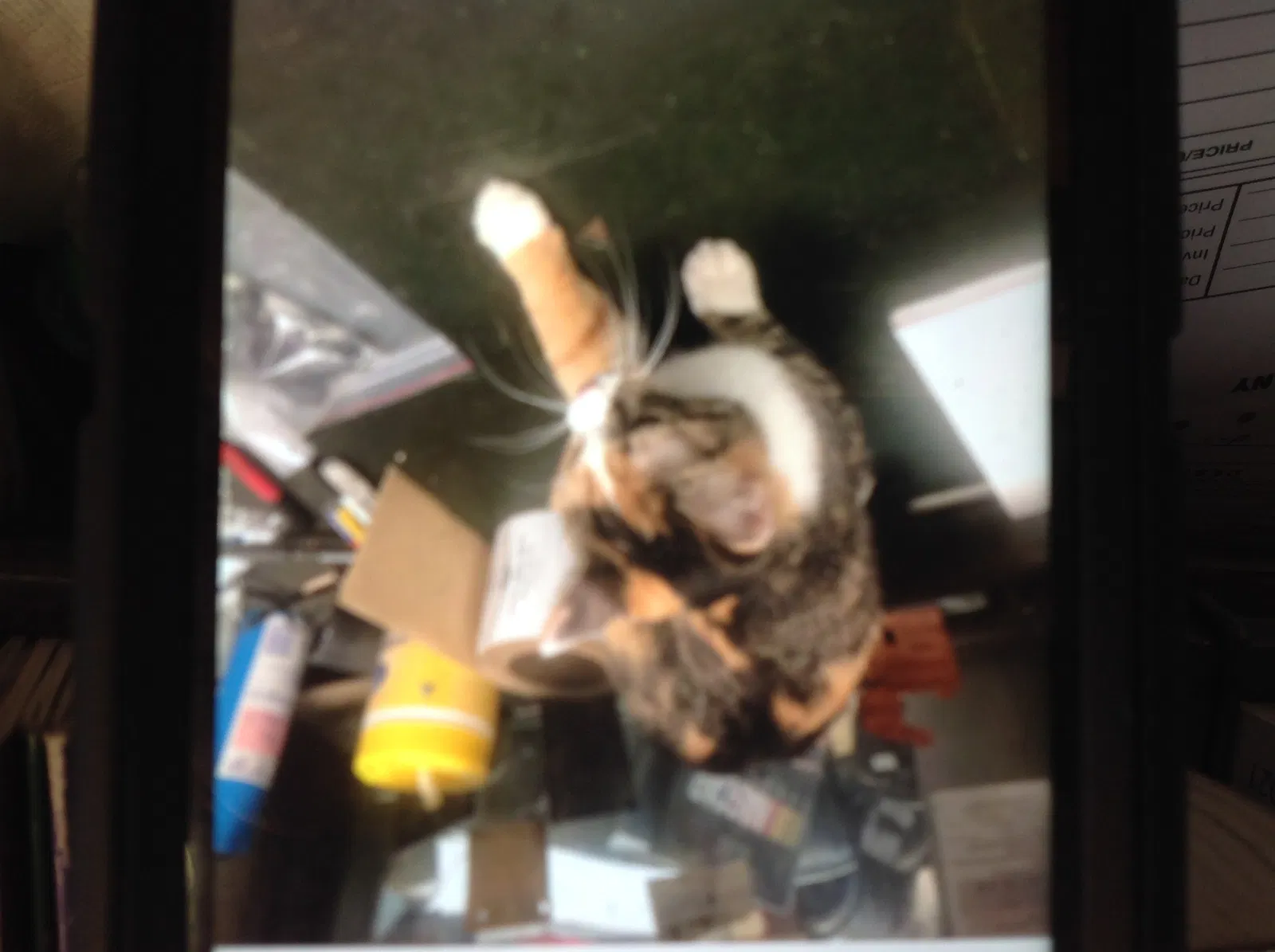 Found cat in Cincinnati, OH, 45202