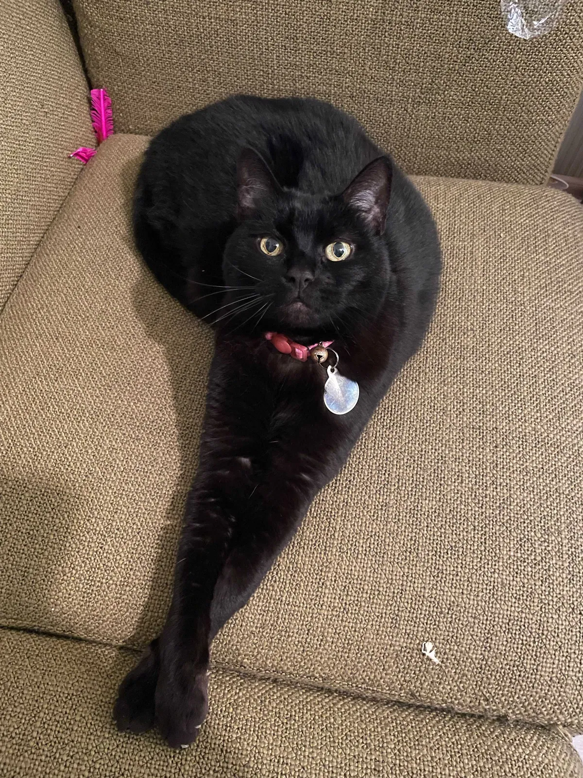 Lost cat in Portland, OR, 97213