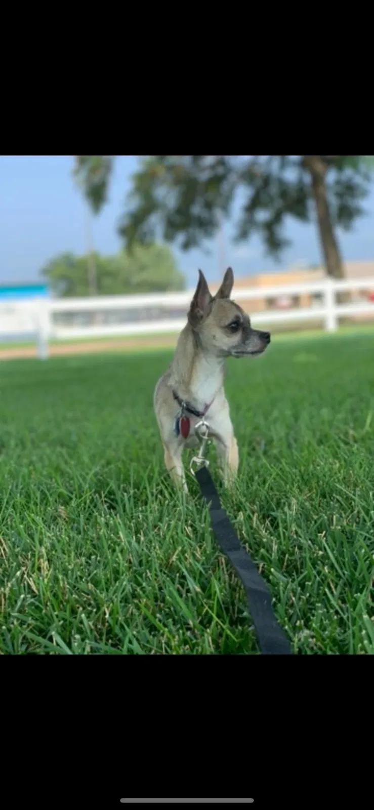 Lost dog in Aurora, CO, 80010