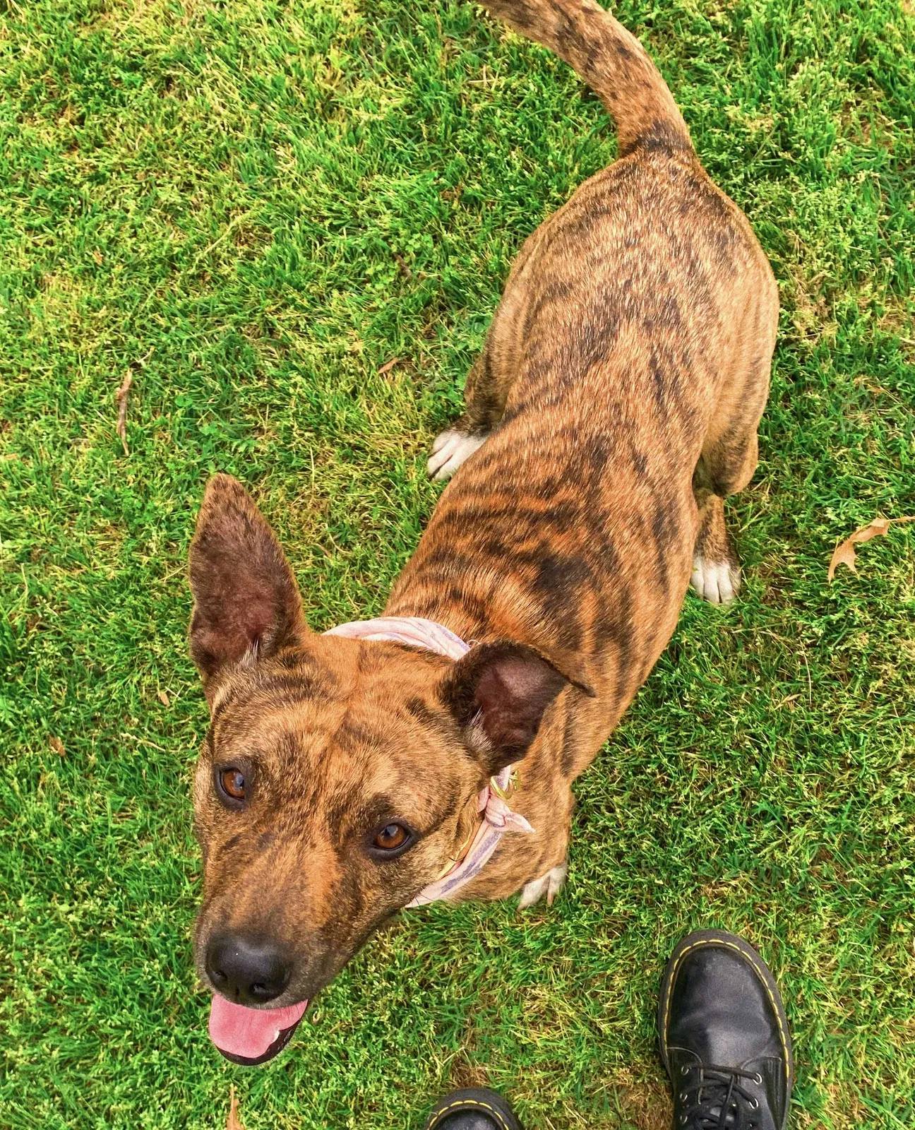 Lost dog in Denton, TX, 76201
