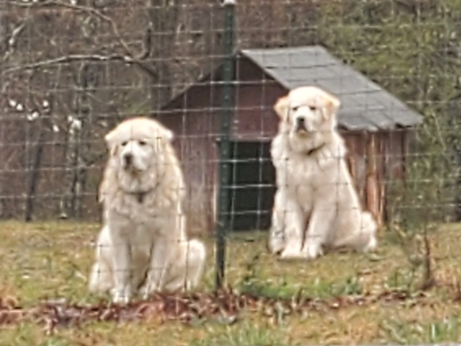 Lost dog in Erin, TN, 37061