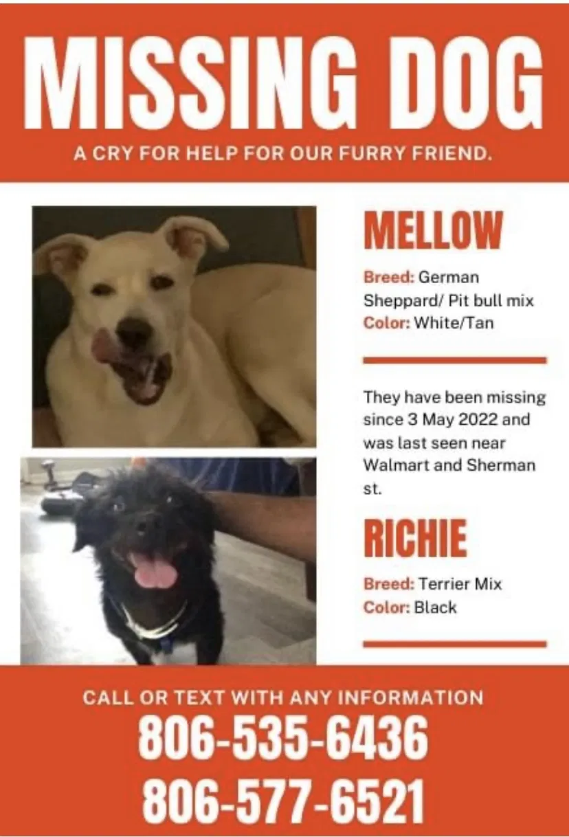 Lost dog in Levelland, TX, 79336