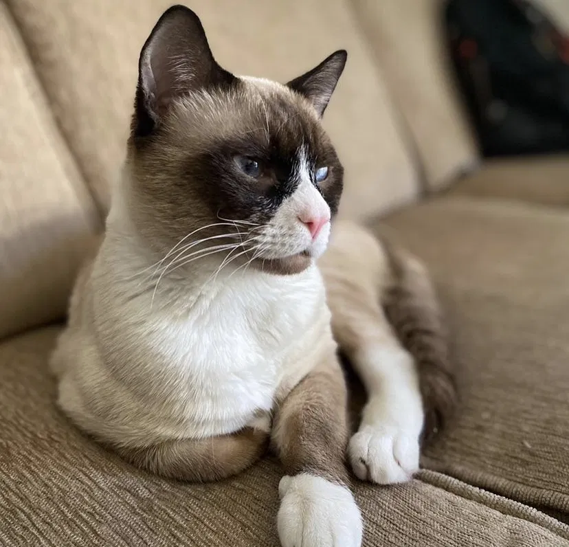 Lost cat in Federal Way, WA, 98003