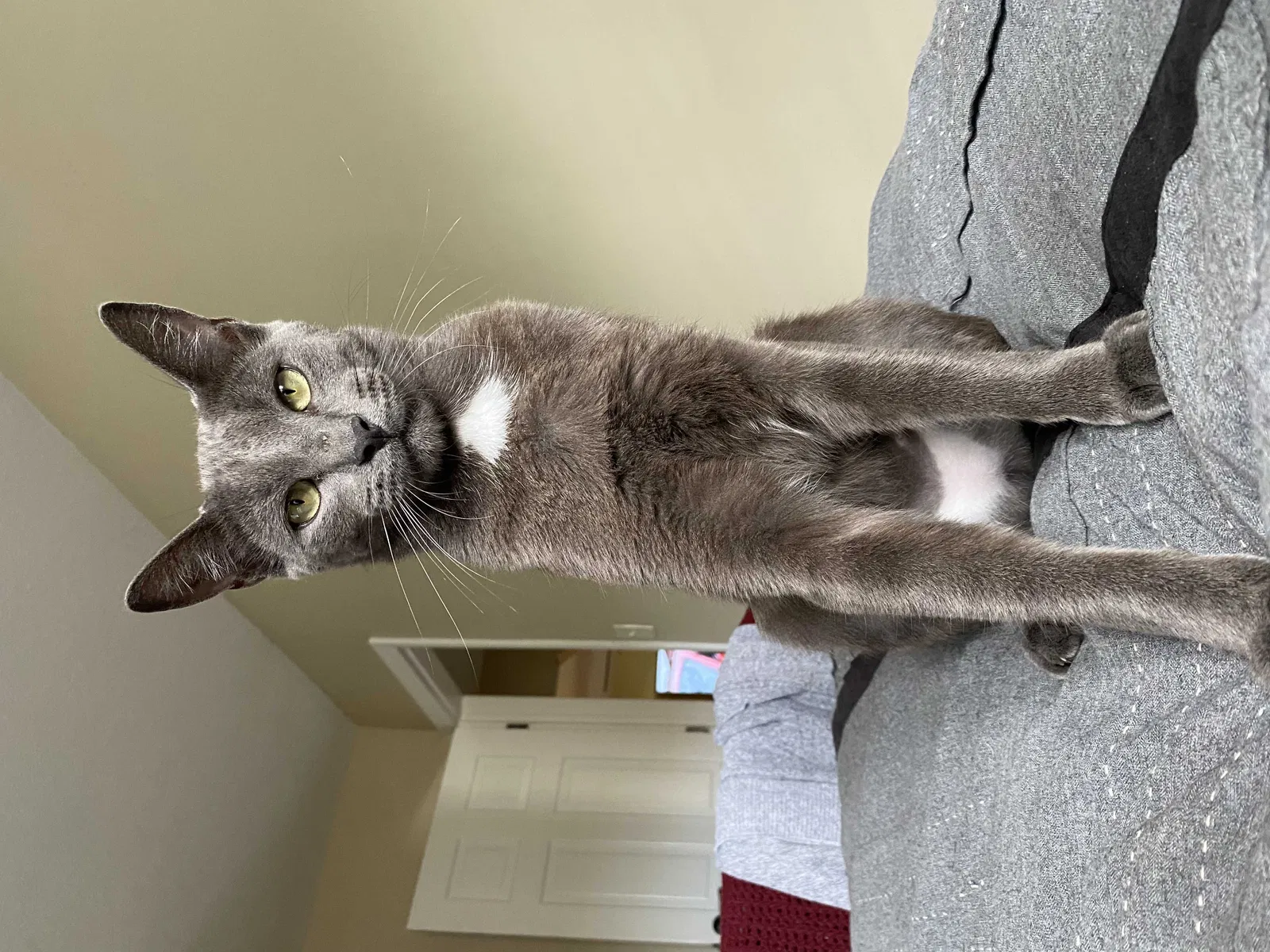 Lost cat in Fort Pierce, FL, 34946
