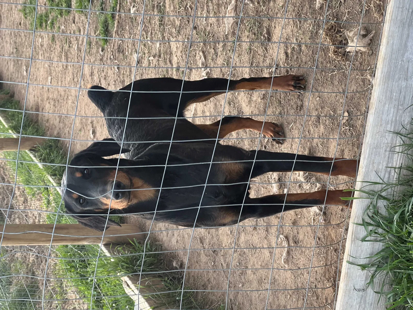 Lost dog in Lowland, TN, 37778