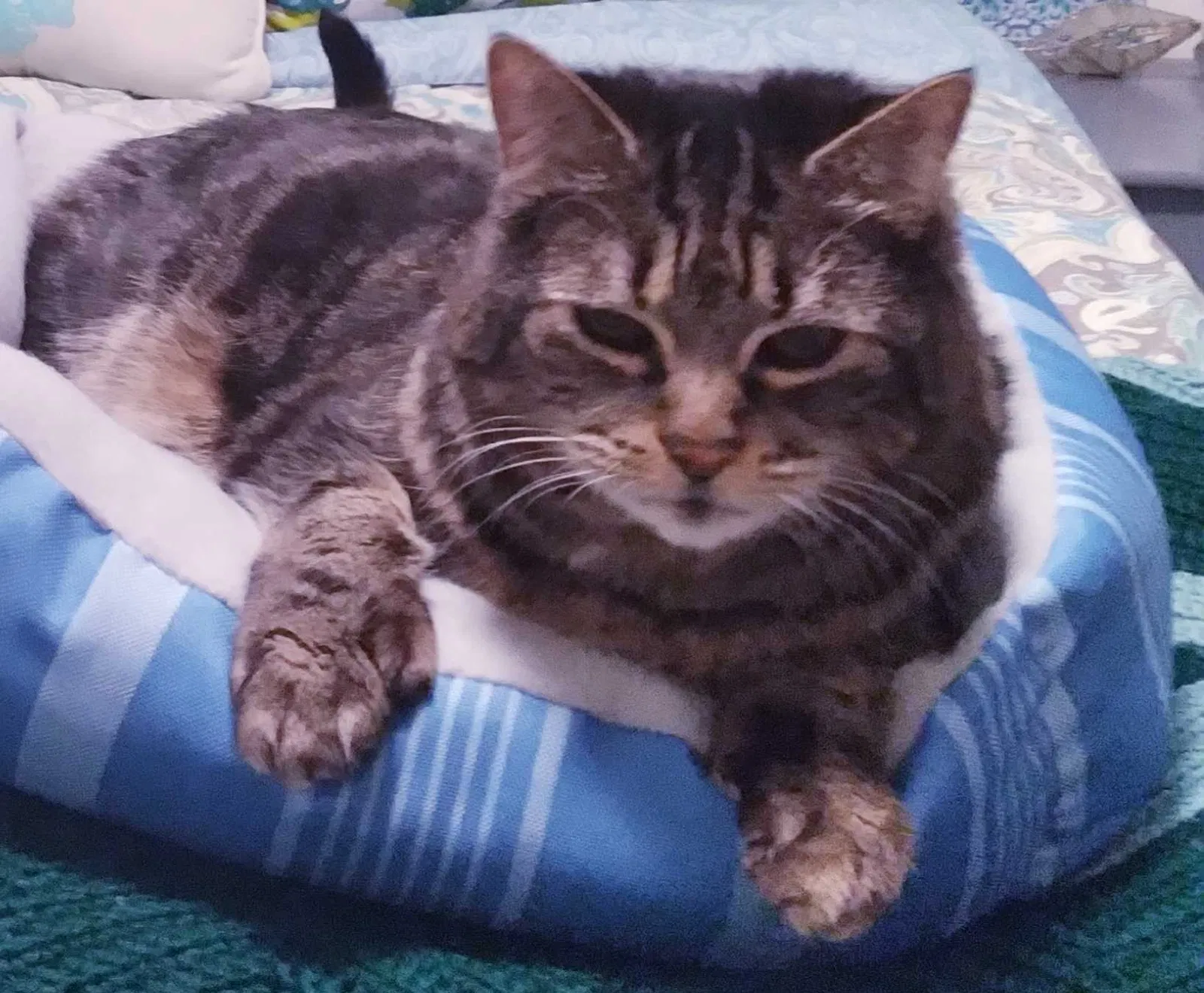 Lost cat in Anchorage, AK, 99504