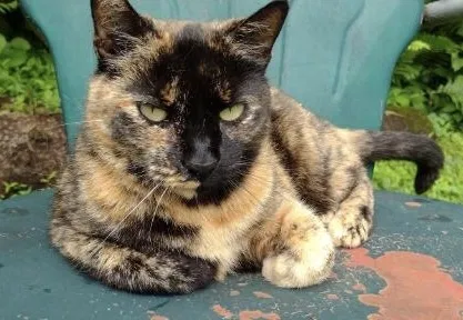 Lost cat in Easton, PA, 18040