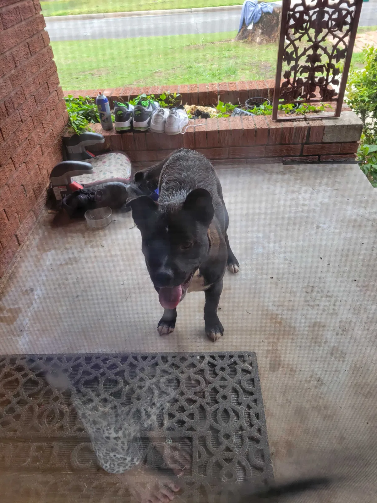 Found dog in Oklahoma City, OK, 73127
