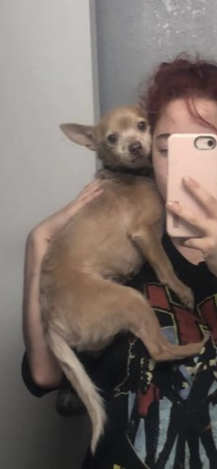 Lost dog in Denison, TX, 75020