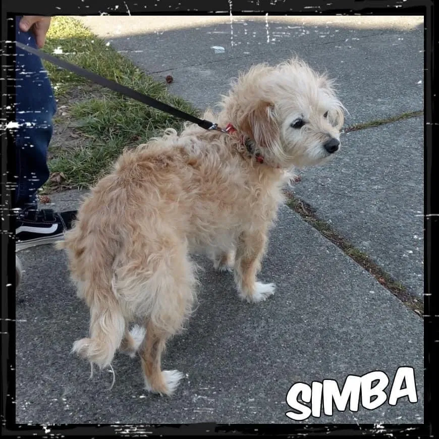 Lost dog in Vallejo, CA, 94590