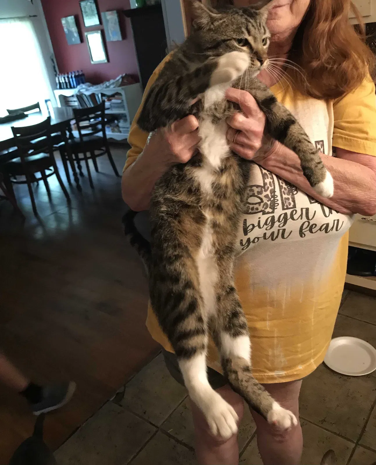 Found cat in Gladewater, TX, 75647