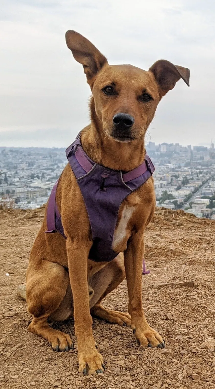Lost dog in San Francisco, CA, 94110
