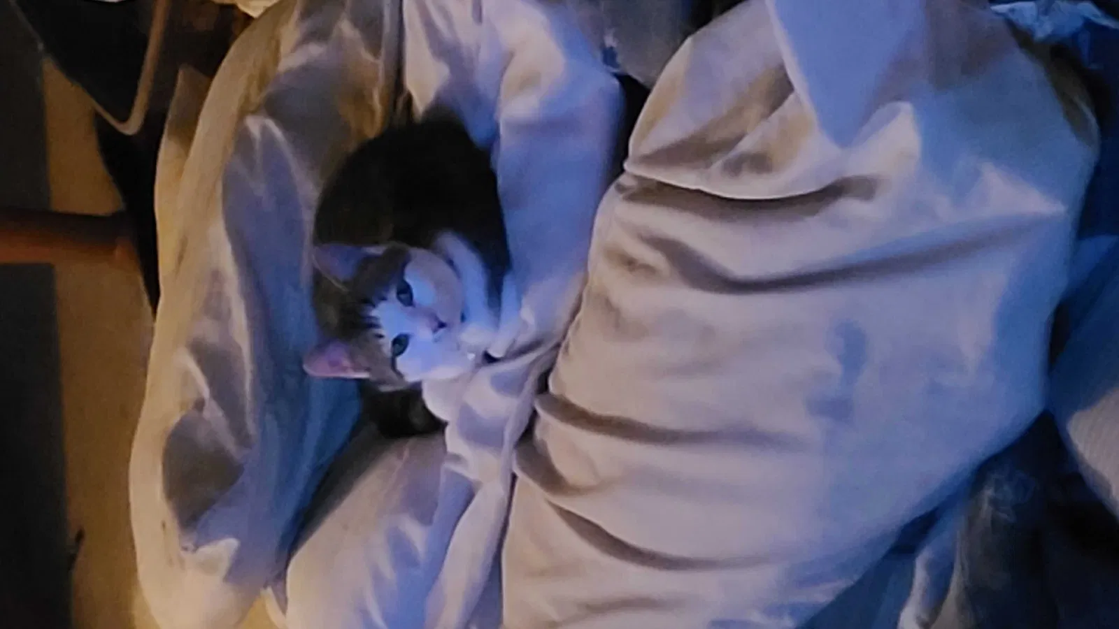 Lost cat in Fayetteville, NC, 28311