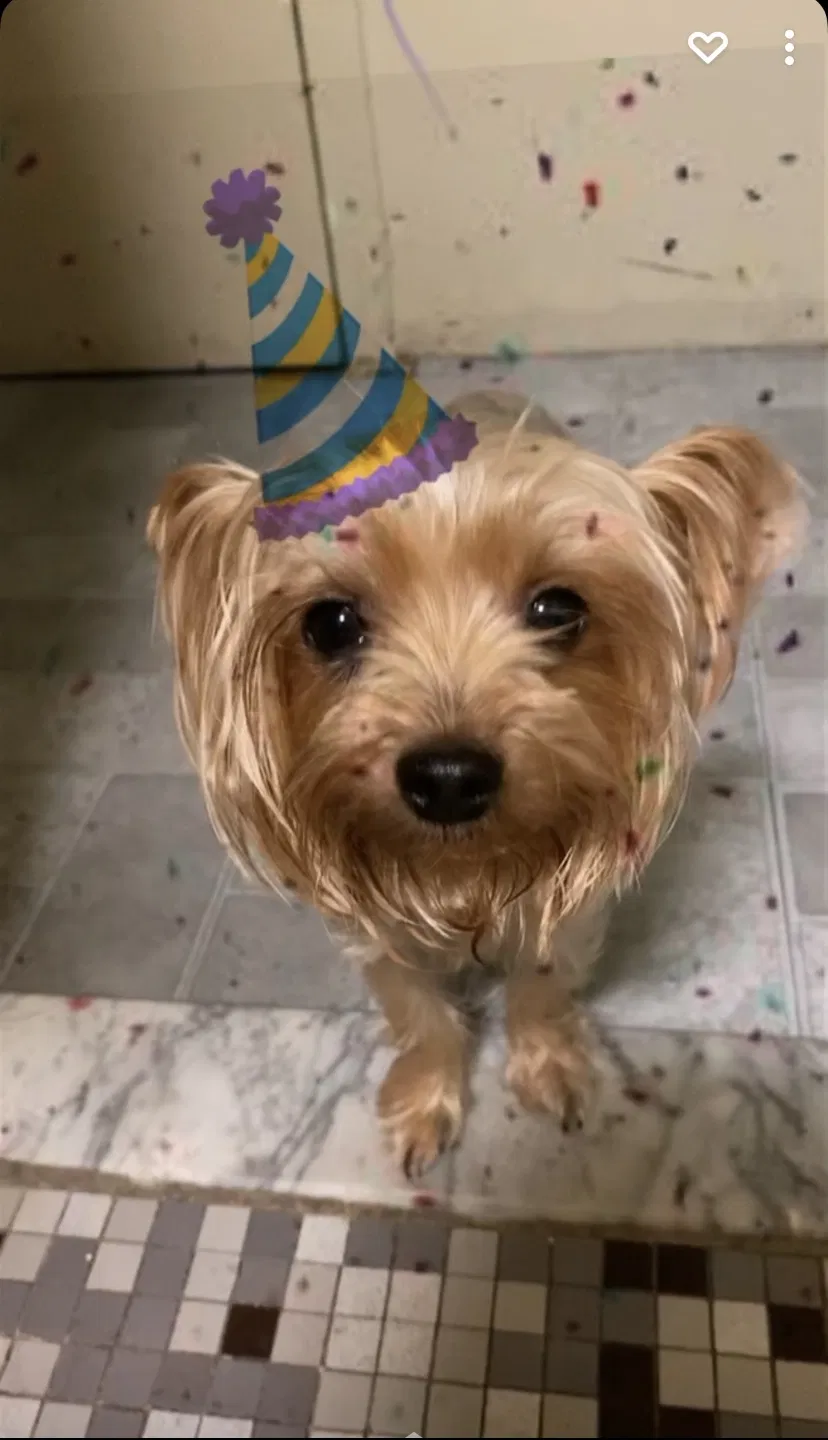 Lost dog in Staten Island, NY, 10310