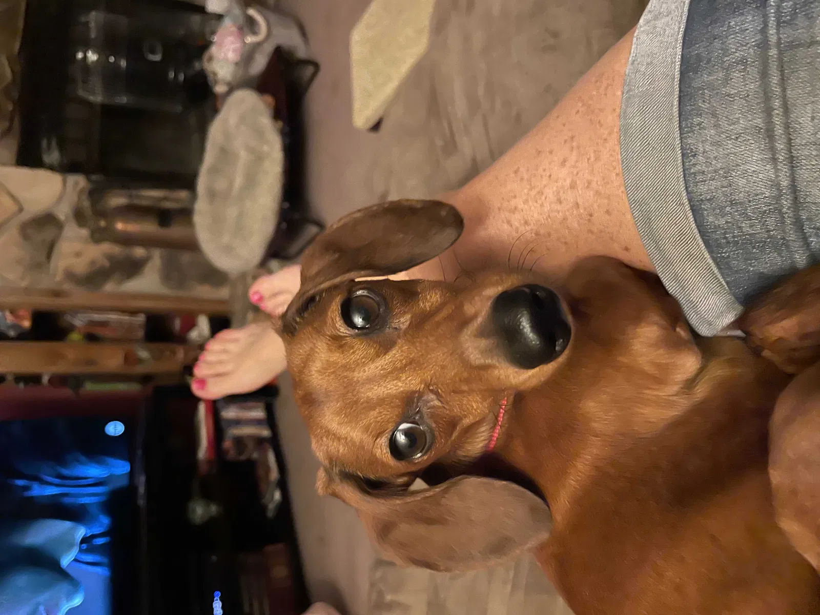 Lost dog in Rockford, IL, 61109