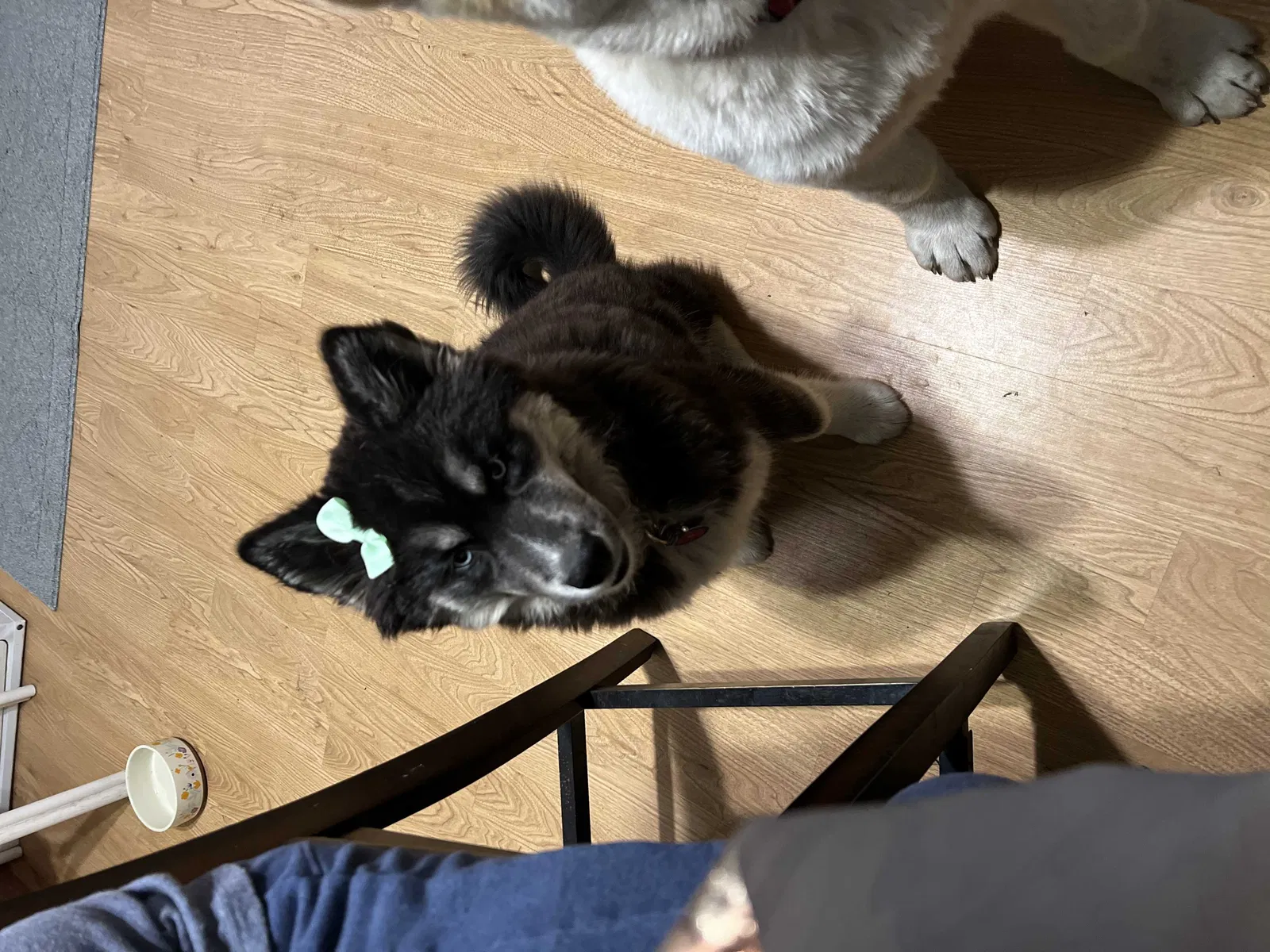 Lost dog in Grand Rapids, MI, 49507