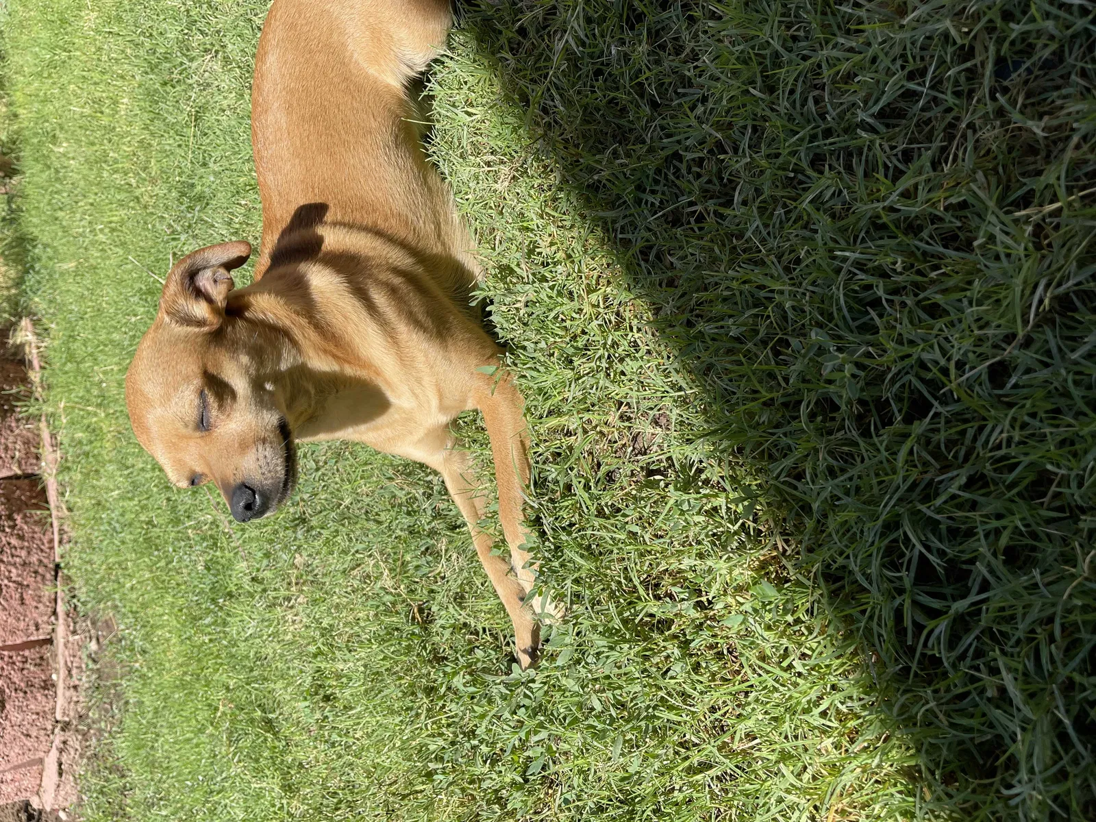 Lost dog in Albuquerque, NM, 87107