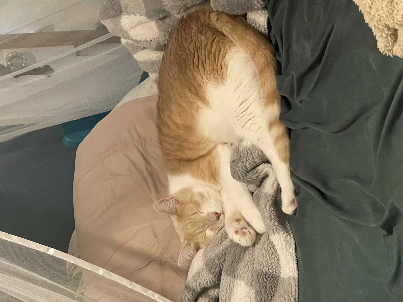 Lost cat in Cuyahoga Falls, OH, 44221