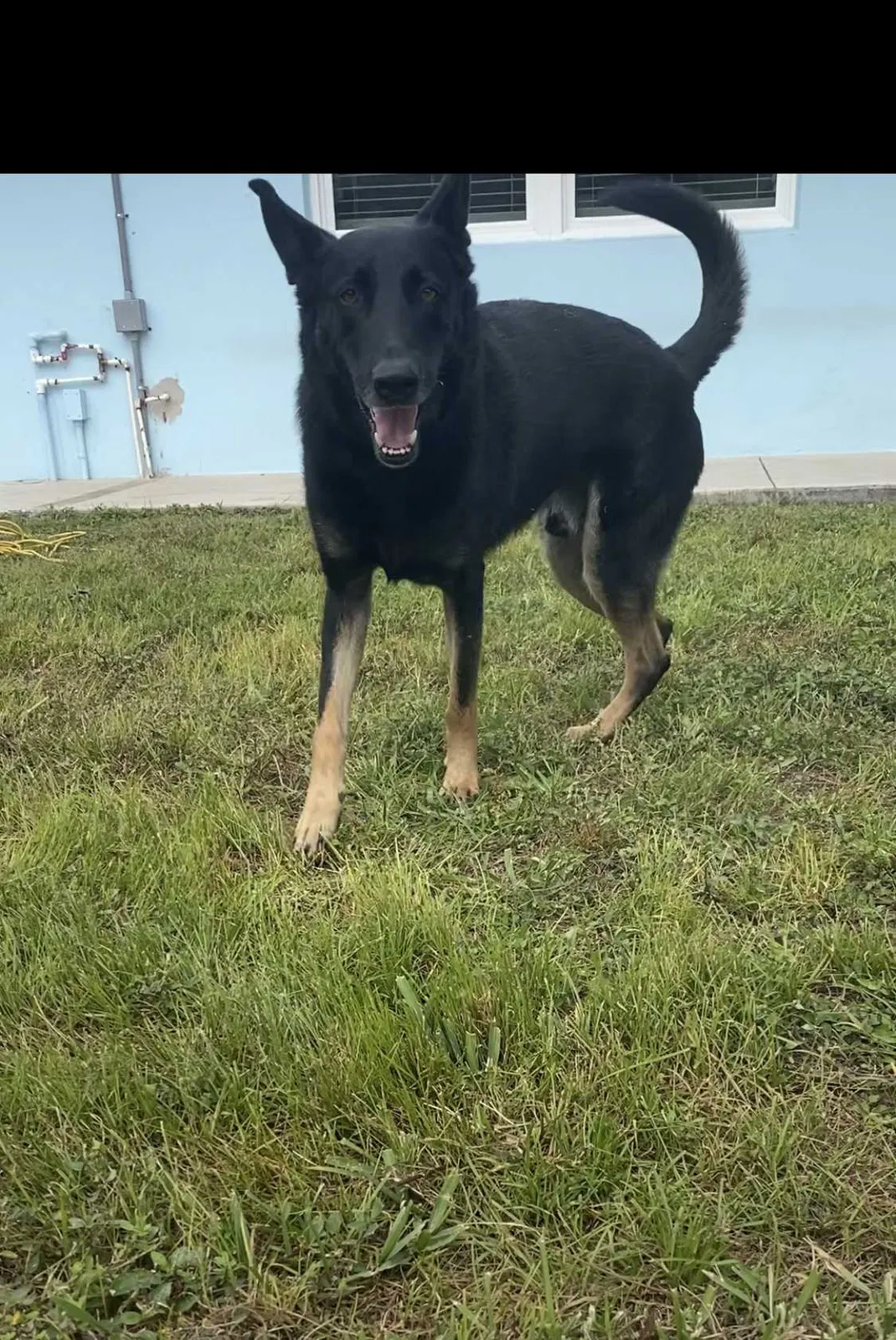 Lost dog in Miami, FL, 33157