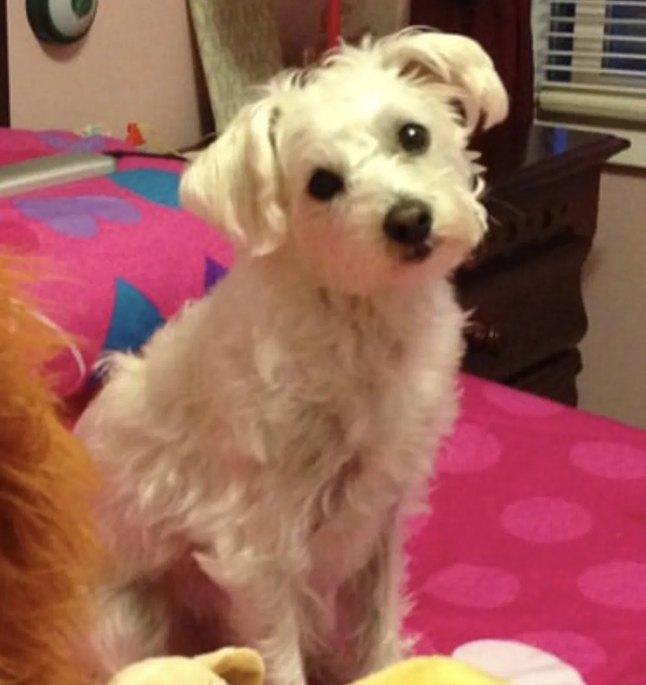 Lost dog in Oakley, CA, 94561