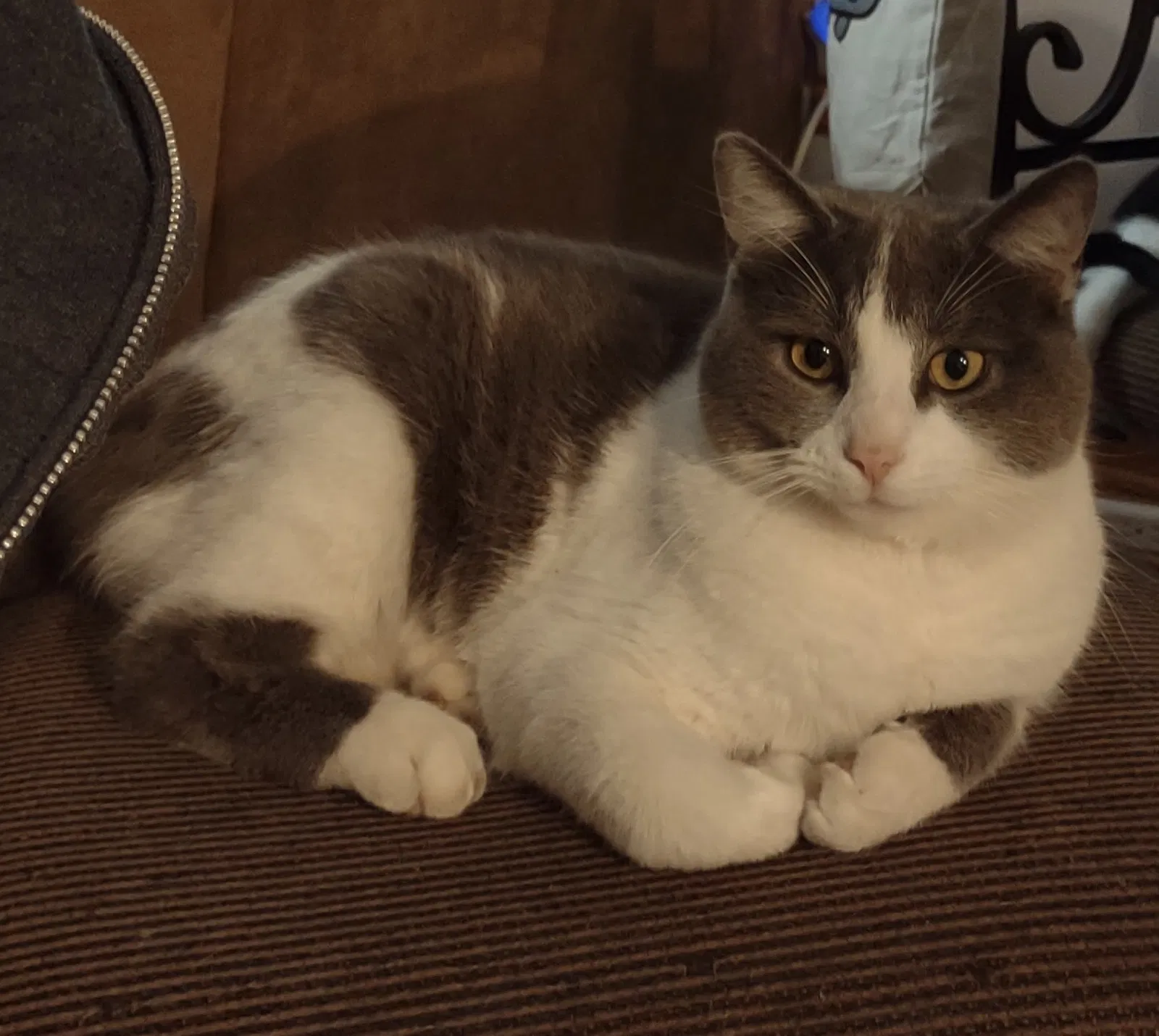 Lost cat in Columbus, OH, 43232