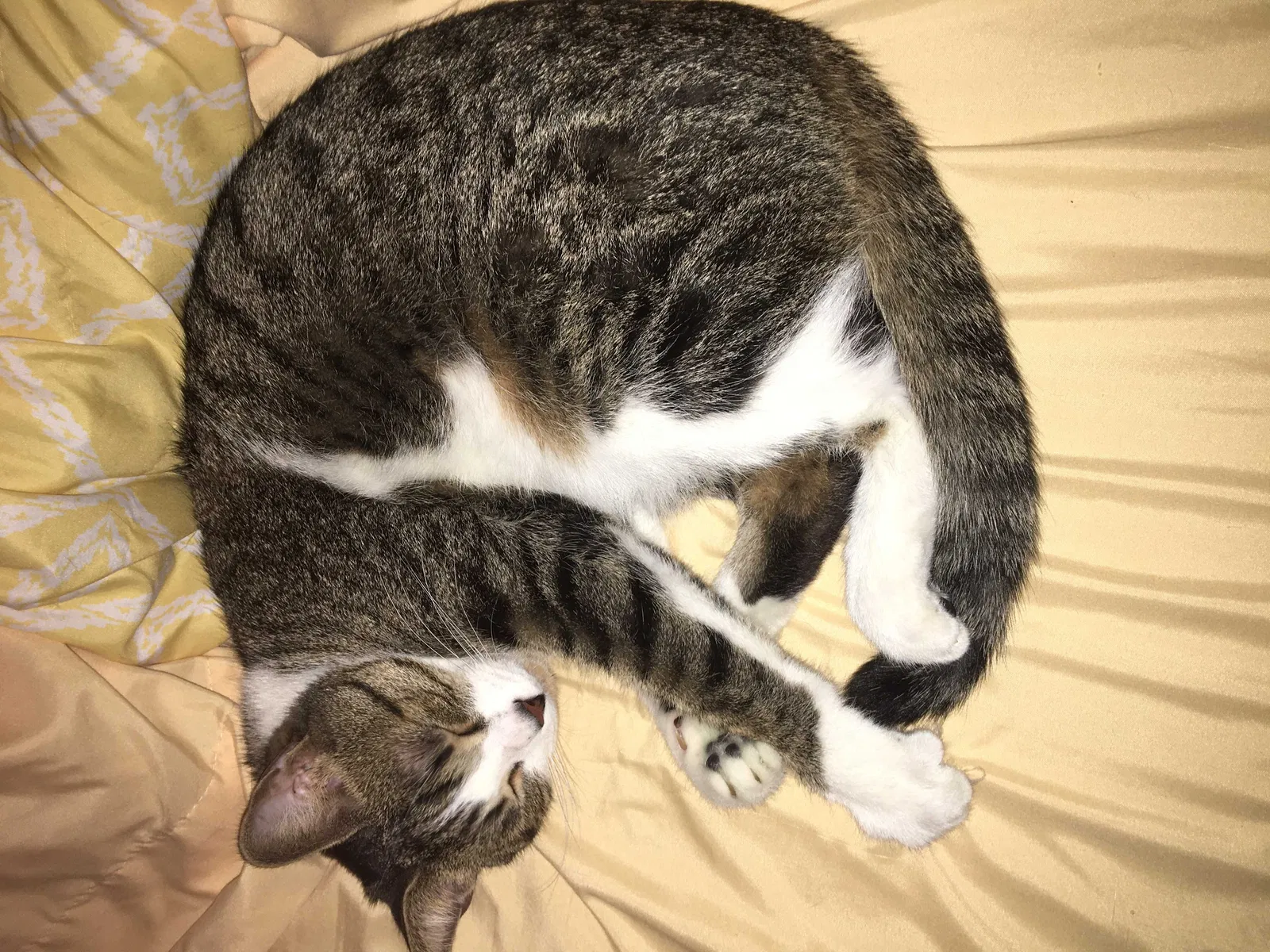 Lost cat in Scottsdale, AZ, 85251