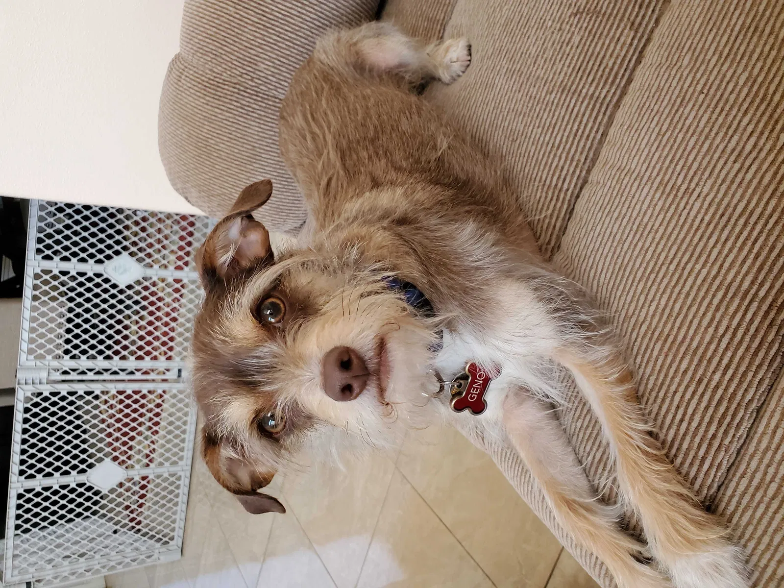 Lost dog in San Diego, CA, 92119