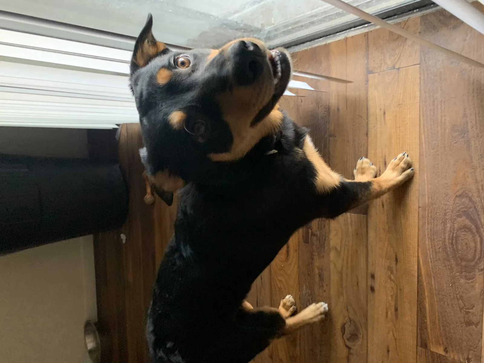 Lost dog in Phoenix, AZ, 85029