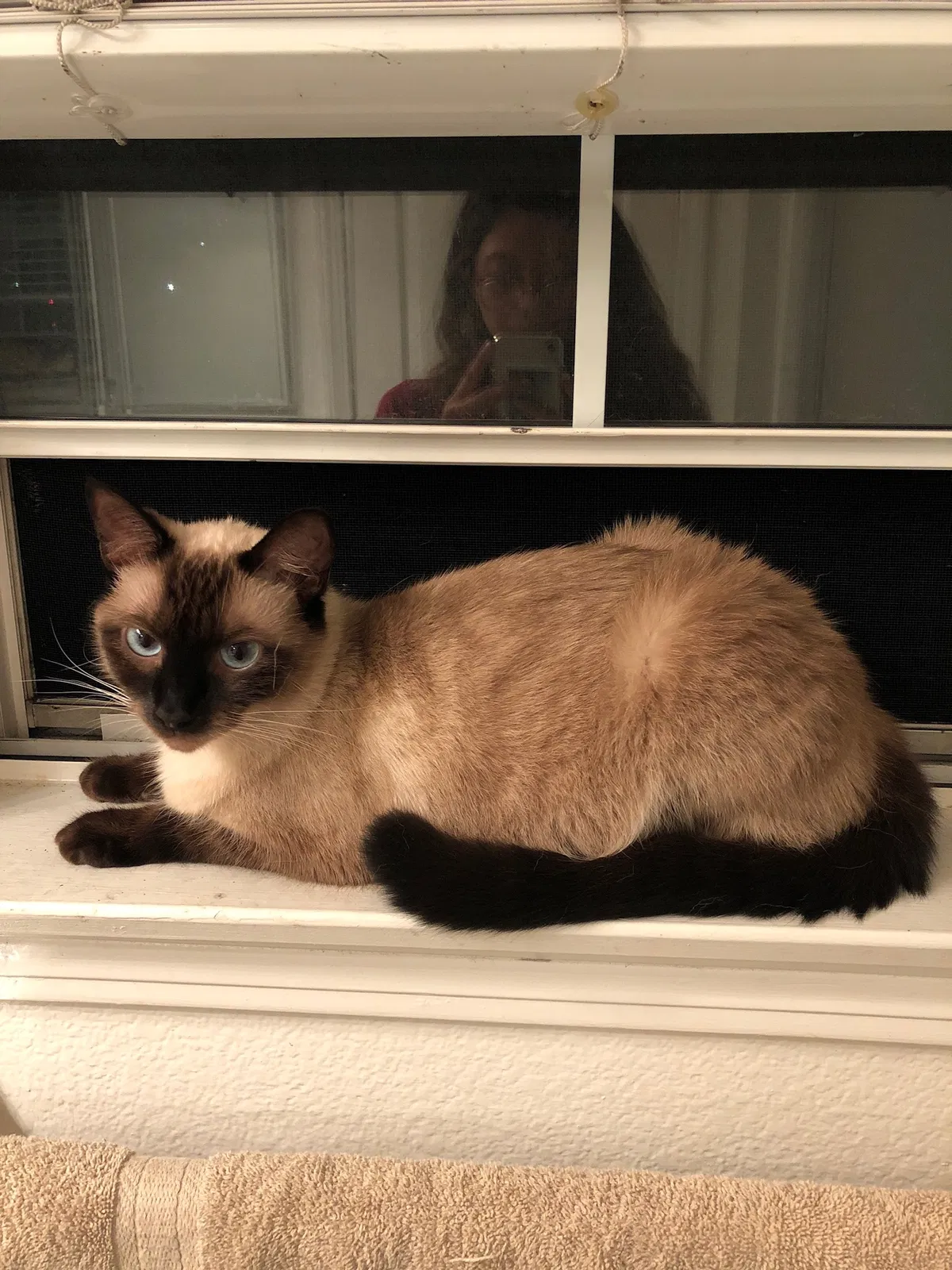 Lost cat in Irvine, CA, 92612