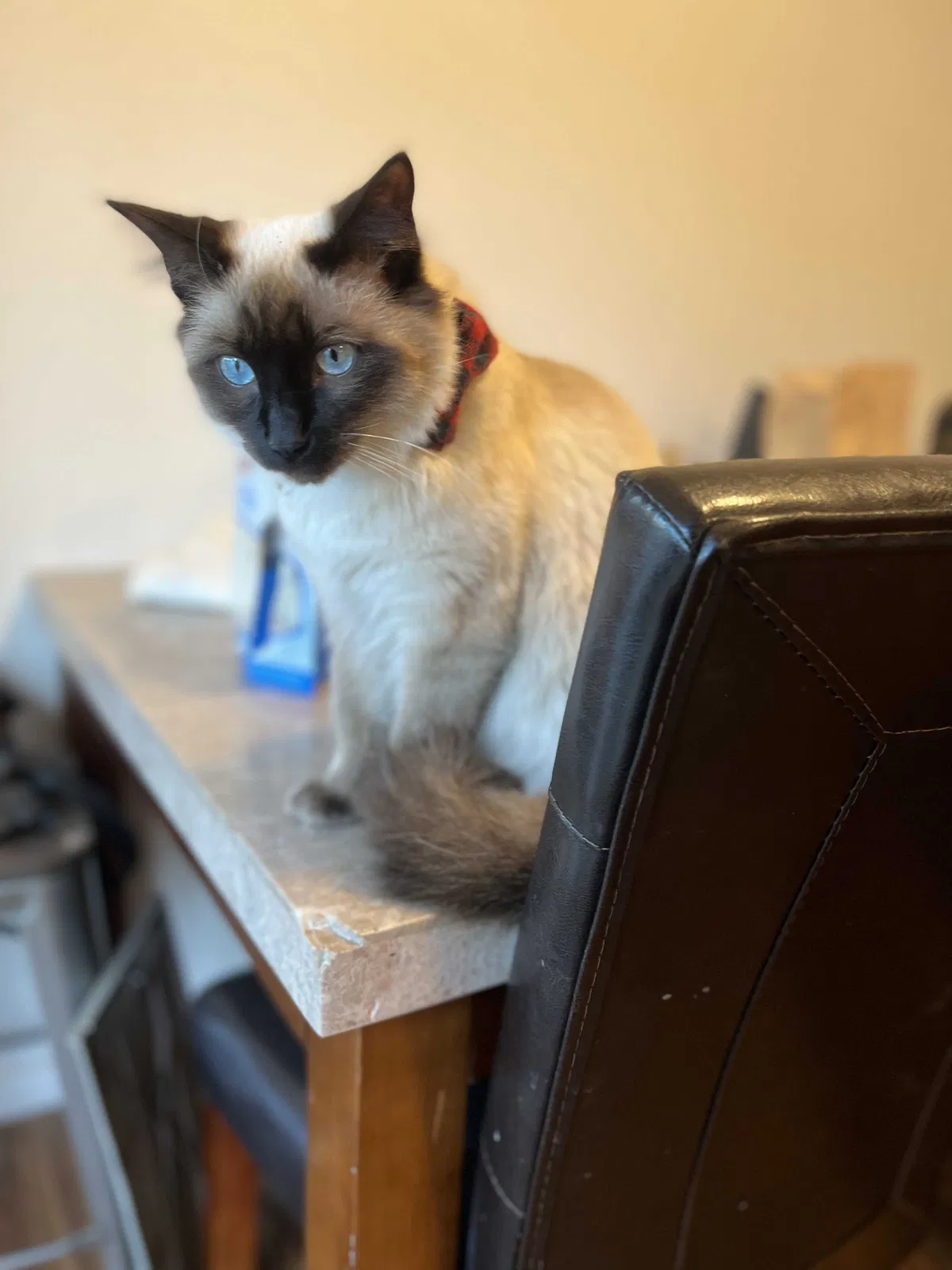 Lost cat in Imperial Beach, CA, 91932