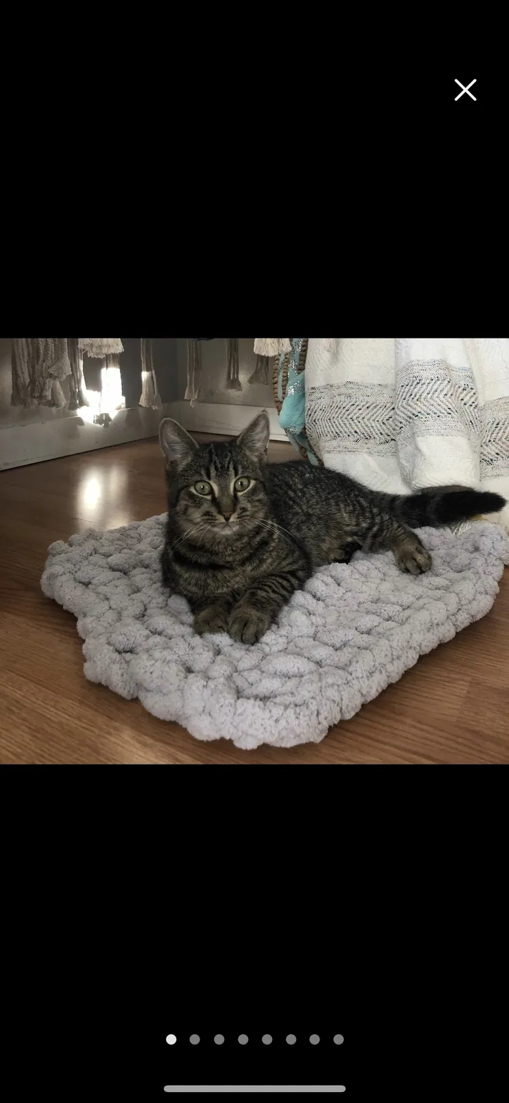 Lost cat in Union Springs, NY, 13160